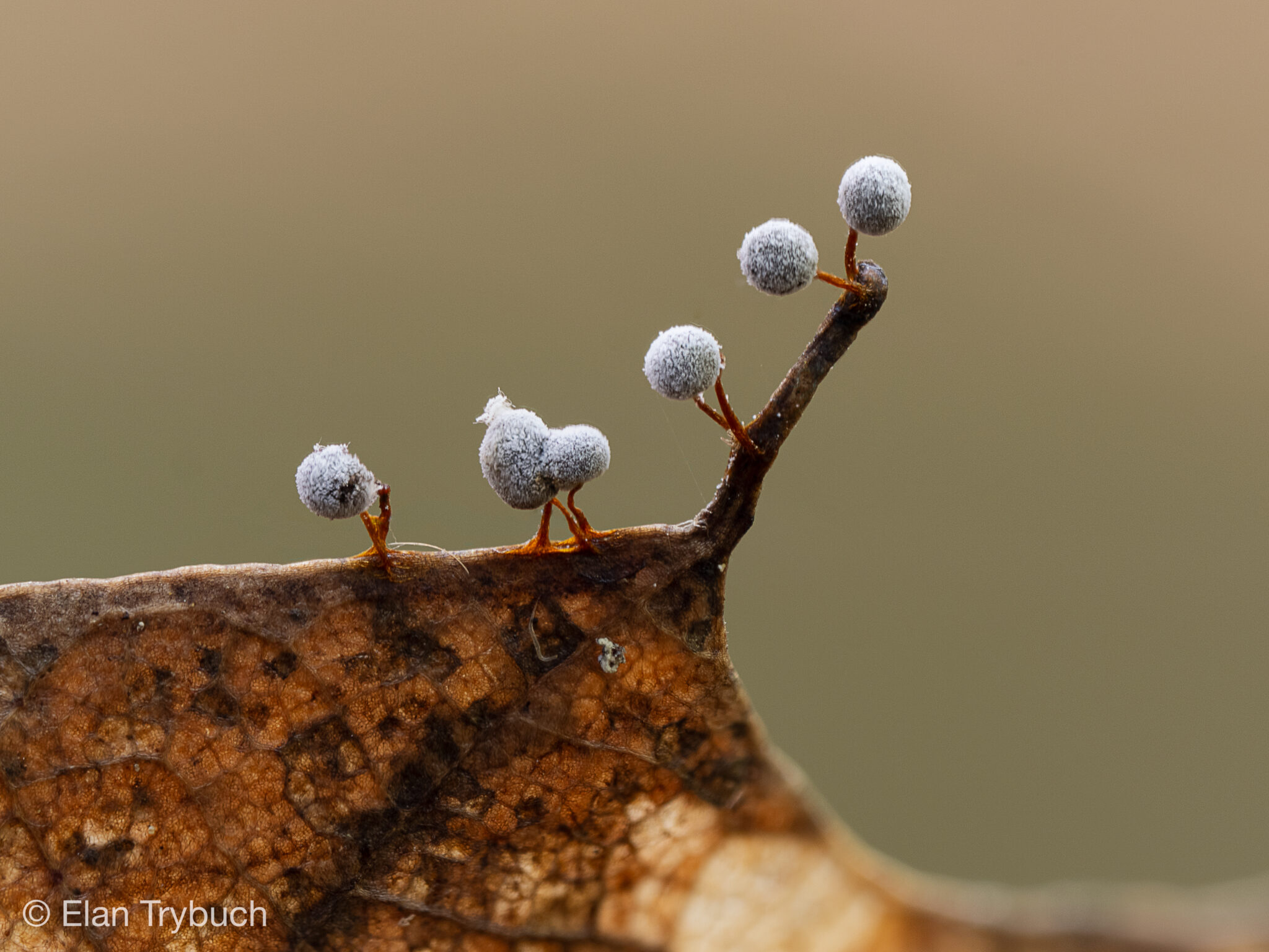 Didymium species