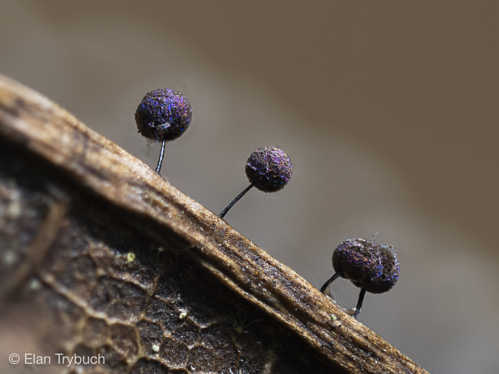 Lamproderma scintillans
