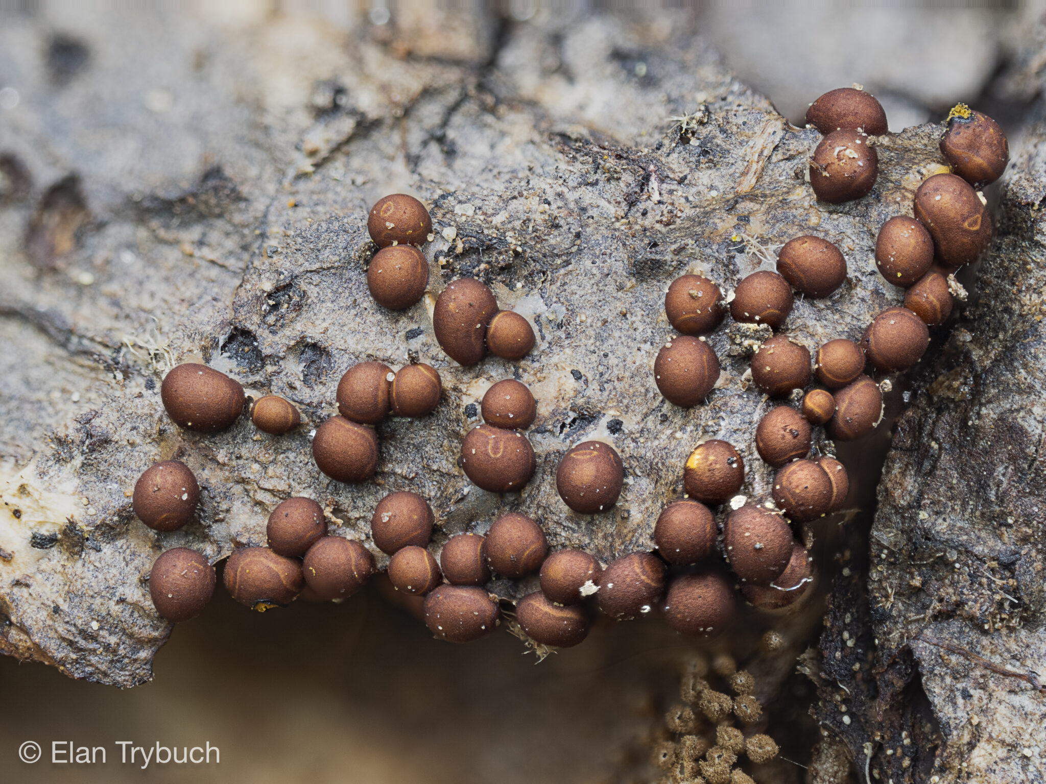 Perichena corticalis