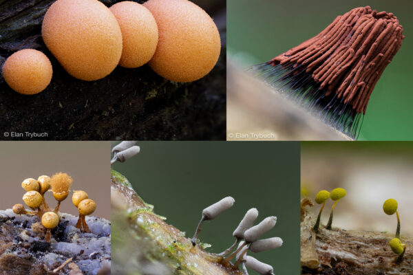Collage of myxomycetes