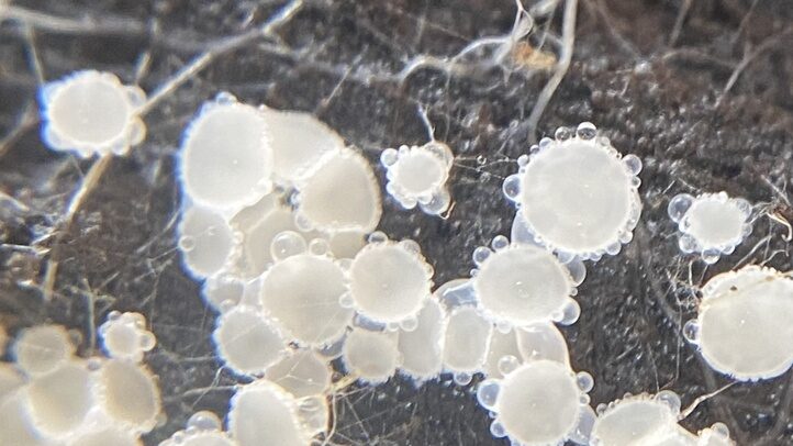 Lachnum virgineum