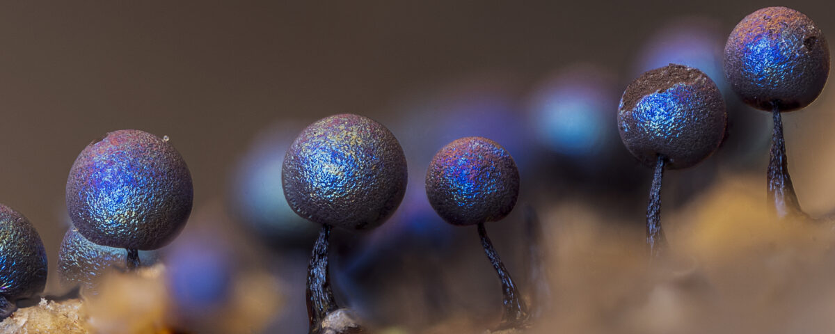 Lamproderma_nigrescens