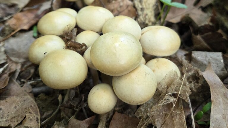 Agrocybe praecox