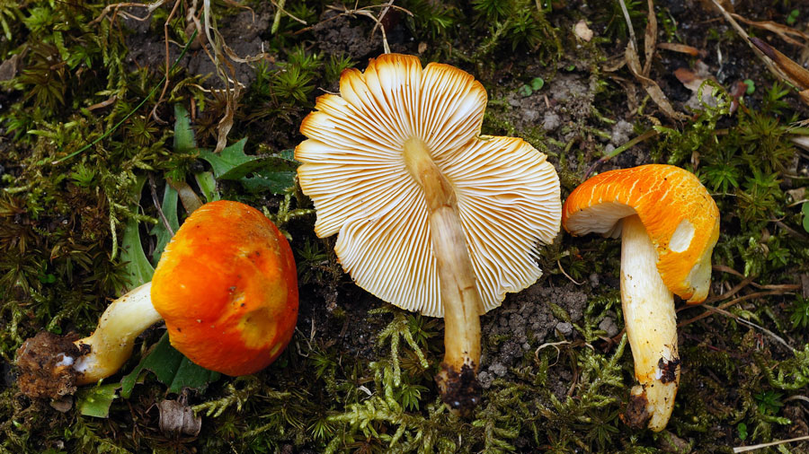 Pluteus aurantiorugosus; Tallman State Park; Oct 20, 2019; Tom Bigelow,