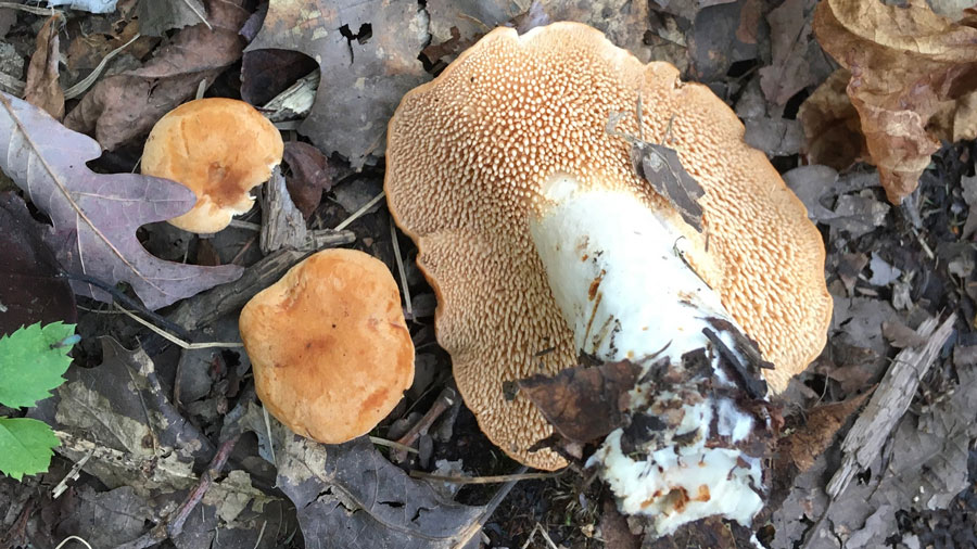 Genus Hydnum; High Rock Park; Oct 16, 2021; Sigrid Jakob.