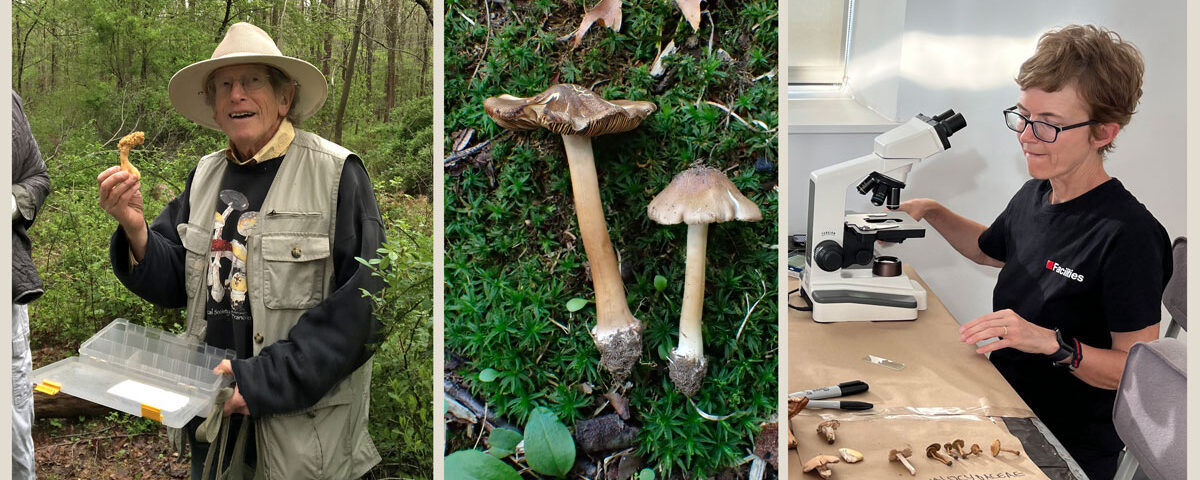 Gary Lincoff (left), the newly described Inocybe lincoffii (center), and Sigrid Jakob hard at work at the microscope (right).