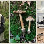 Gary Lincoff (left), the newly described Inocybe lincoffii (center), and Sigrid Jakob hard at work at the microscope (right).