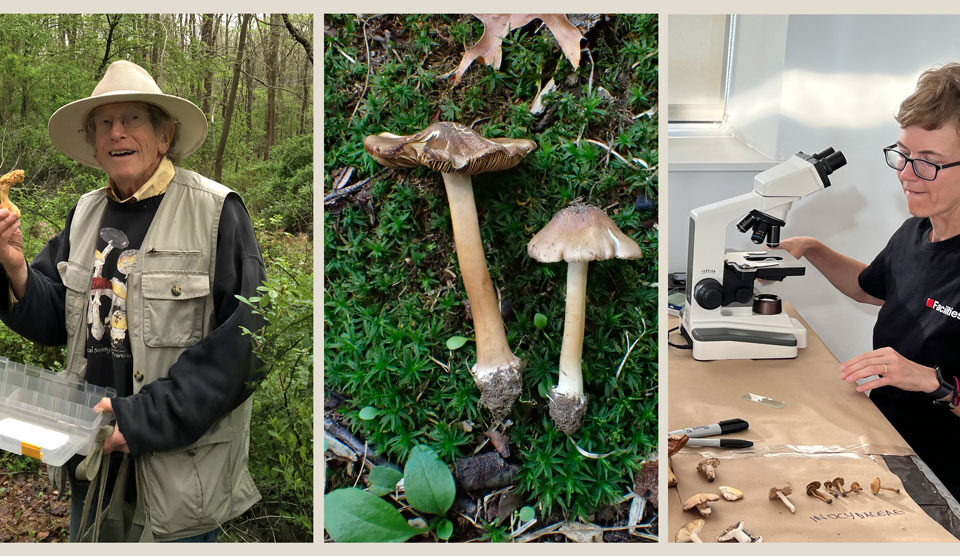 Gary Lincoff (left), the newly described Inocybe lincoffii (center), and Sigrid Jakob hard at work at the microscope (right).