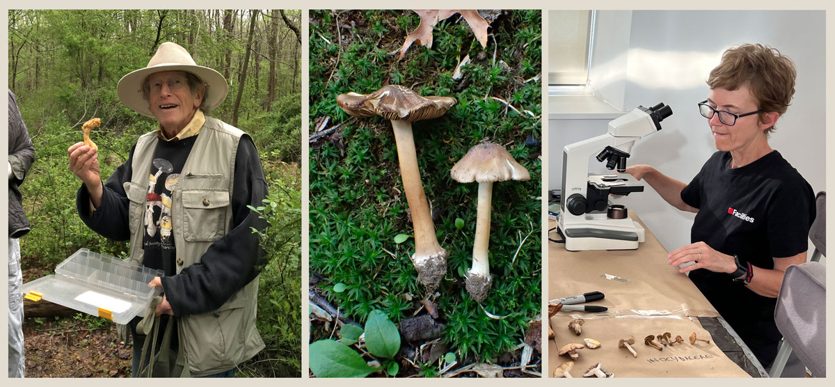 Gary Lincoff (left), the newly described Inocybe lincoffii (center), and Sigrid Jakob hard at work at the microscope (right).