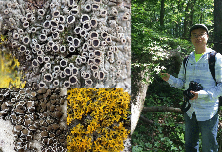 lichen walk