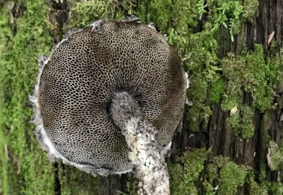 mushroom