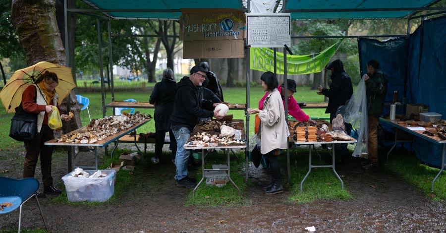 The display tables at Fungus Festival