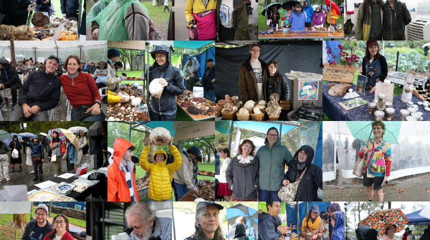 a collage of people enjoying Fungus Festival