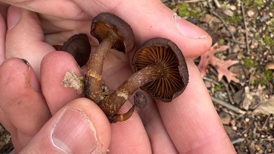 Genus Cortinarius; Long Pond Park; Dec 7, 2025; Thursday Azul Silverman.